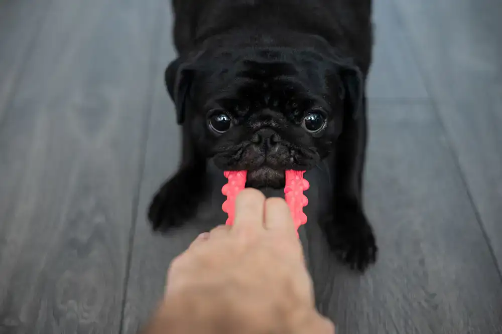 Wooden pull-along dog toy with red wheels